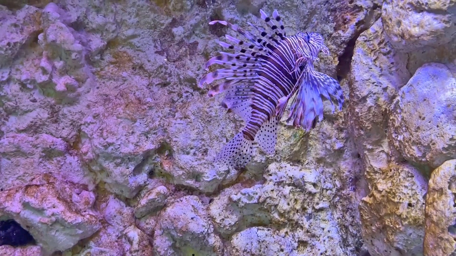 Riba lav (Pterois miles)