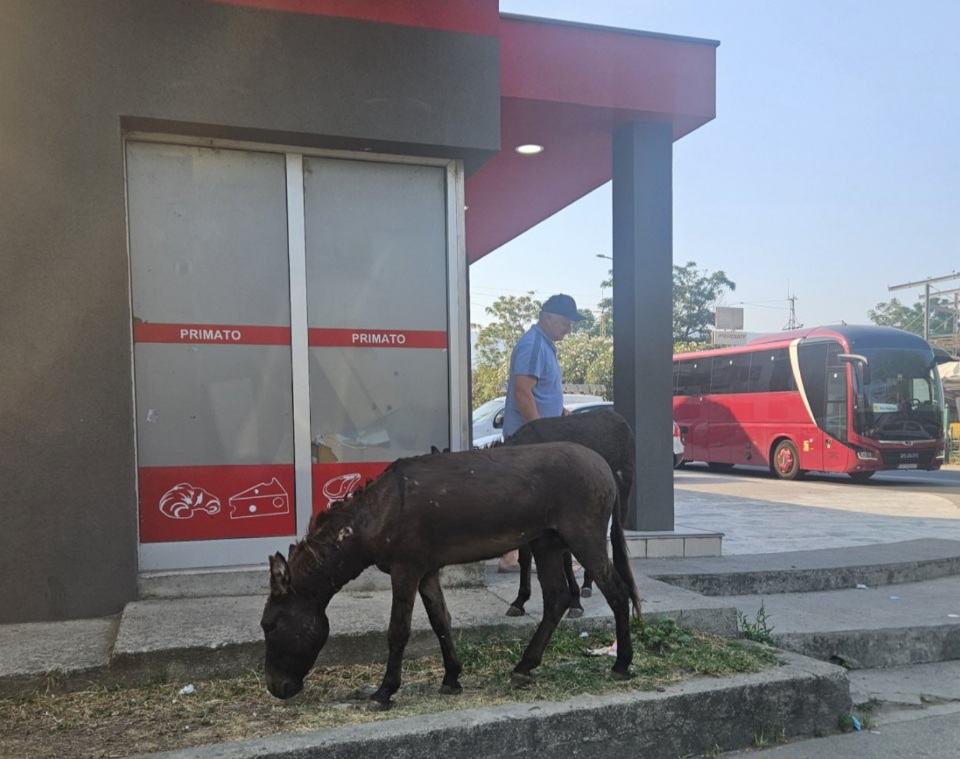 Magarci na putu kroz Zeleniku