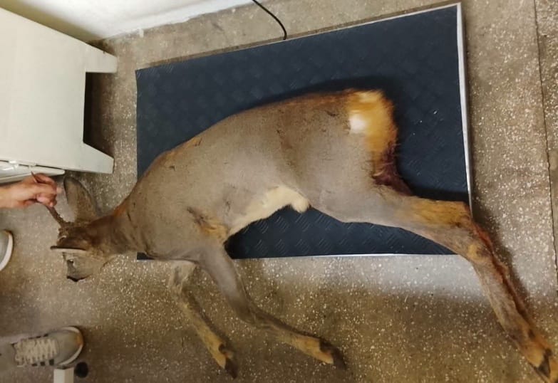 Povrijeđeni srndać na pregledu kod veterinara
